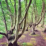 Premium Auf Ruegen - Bis 5 Personen - Nur 100m Zum Naturstrand - Mitten Im Wald - Familien Und Hunde Herzlich Willkommen - Schwalbennest Feriehus Dranske