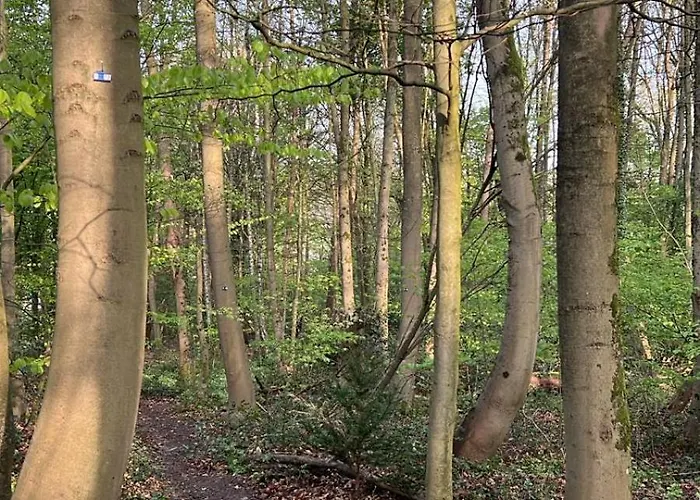 Holiday home Premium Auf Ruegen - Bis 5 Personen - Nur 100m Zum Naturstrand - Mitten Im Wald - Familien Und Hunde Herzlich Willkommen - Schwalbennest Dranske