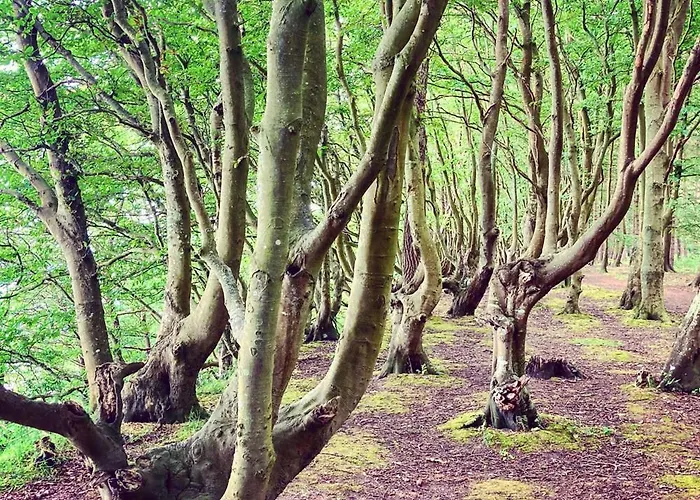 Premium Auf Ruegen - Bis 5 Personen - Nur 100m Zum Naturstrand - Mitten Im Wald - Familien Und Hunde Herzlich Willkommen - Schwalbennest Holiday home Dranske